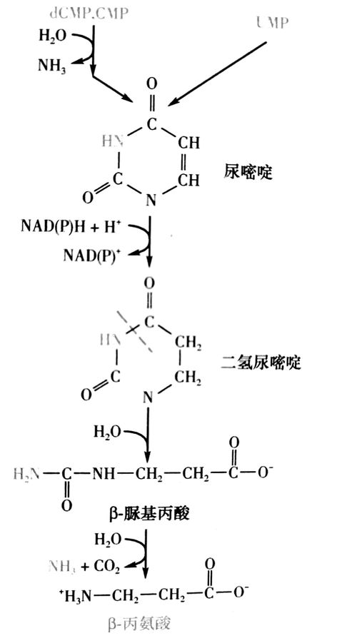 nadh是什么-第2张图片