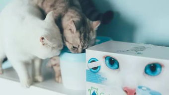 网友表示自家猫不喝水又爱玩水,真是让人崩溃 