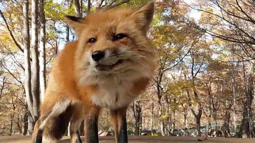 狐狸有灵性吗,智慧和变形能力。