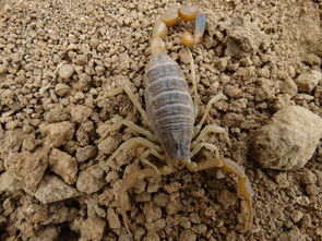 大棚蝎子养殖方法,大棚蝎子生活习性