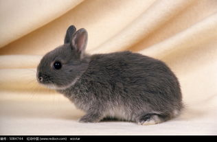 一只黑色的兔子图片免费下载 编号5084744 红动网 