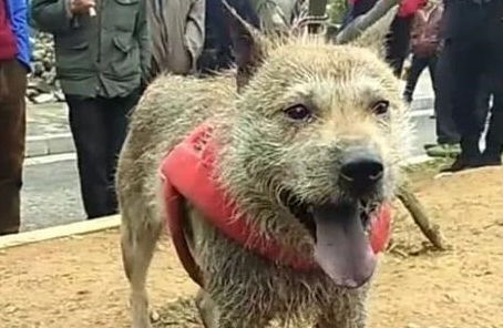 收养的一只流浪狗,晒照后却引起轩然大波,网民表示这狗值五万