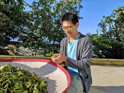 molihua(茉莉花的特征)