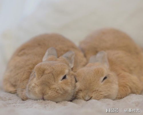 兔兔会闭着眼睛睡觉吗 让你了解兔兔的睡眠行为 这些你都知道吗