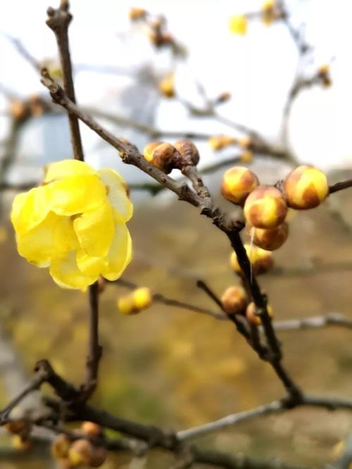 迎新春腊梅花盛开