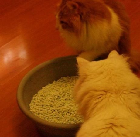 刚搬来的小猫,没有猫砂,把小猫关在一间屋里,有食物和水,小猫没猫砂不会憋着吧 