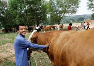 养牛技术分享 4个实用的养牛土法 