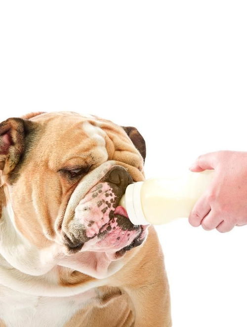 狗狗可以长期喝羊奶粉吗 狗狗喝羊奶的3大好处