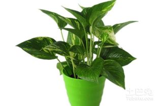 吸甲醛的植物,吸甲醛的绿植排名？