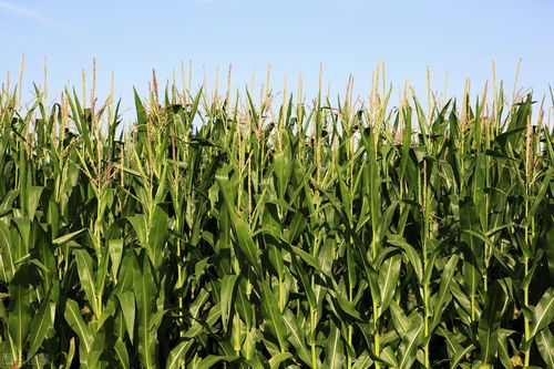 夏天储存鲜玉米,农民伯伯教你一招,玉米不干瘪不硬心,又香又鲜