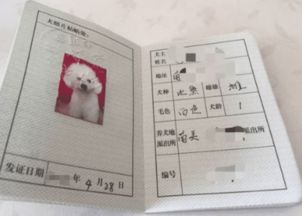为什么中华田园犬不能办狗证 网友 中国人只能养外国狗