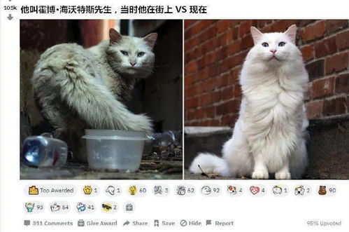 在街边遇到一只白色流浪猫,看起来很脏,带回去养一年后