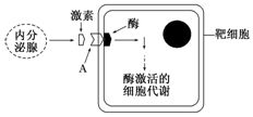 如图表示人体激素调节过程的示意图.请据图回答相关问题. 1 如果激素是胰岛素.则分泌激素的内分泌腺细胞是胰岛B细胞,如果靶细胞是垂体细胞.则分泌激素的内分泌腺器官是下丘脑 