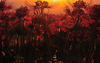 彼岸花诗句花语传说,彼岸花，又称为曼珠沙华，是一种具有神秘色彩的花卉