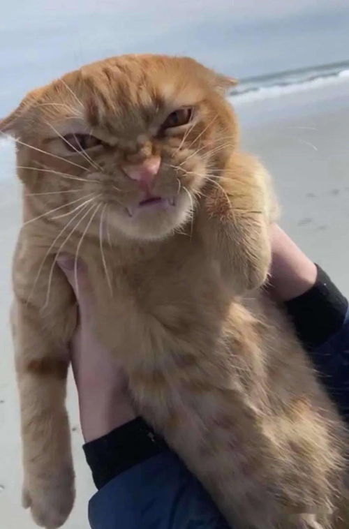 橘猫第一次去沙滩,却意外遇 猫生劲敌 ,这表情绝了 哈哈