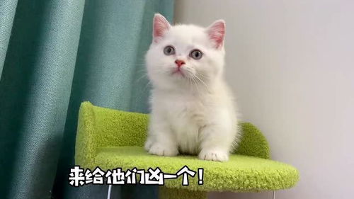 家里新来的小奶猫,这也太凶了吧 