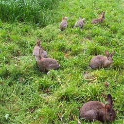 山兔哪里多,哪里有很多兔子?