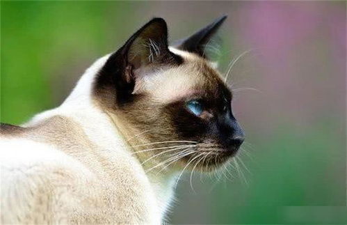 被称为 猫中之狗 的暹罗猫,原来是个贵族 