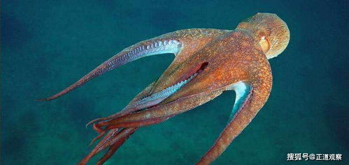 科学家提出新的生命起源假说,章鱼可能是证据,它是外星生物