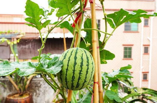 盆栽西瓜的养殖方法,西瓜的养殖方