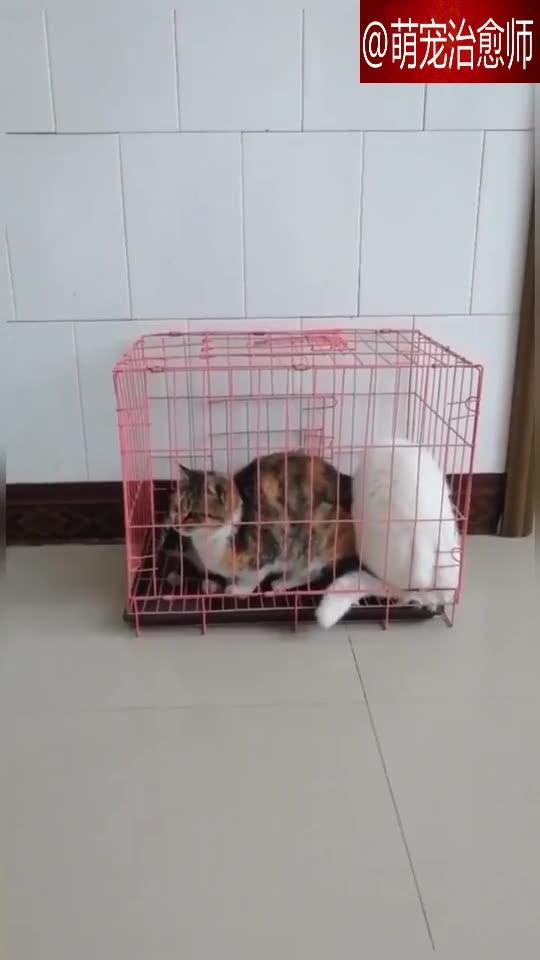 搞卫生时先把猫咪关笼子里,没想到这么大的猫也能钻出来 
