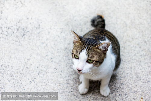 有趣的猫要求食物Funny cat asks for food photo 