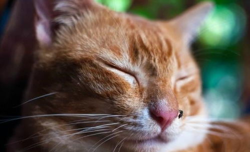 猫咪也会被蚊子咬 市面大多灭蚊产品有毒性,该如何安全帮猫驱蚊