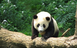 为了大熊猫,老外们都做了些什么 日本最疯狂荷兰最土豪