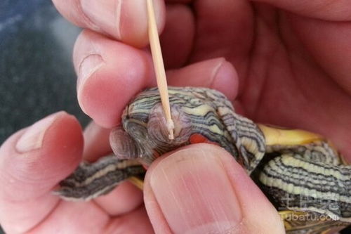 巴西彩龟怎么养 饲养小彩龟该注意哪些问题