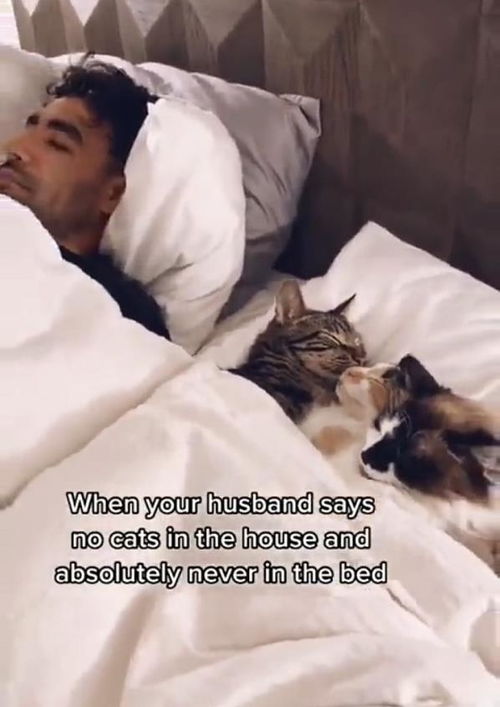 老公说家里不能养猫,即使养了也不能上床,现状 每天要和猫咪睡