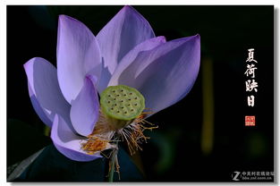 芙蓉十二生肖什么动物