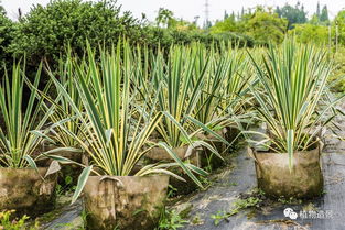 植物：金边剑