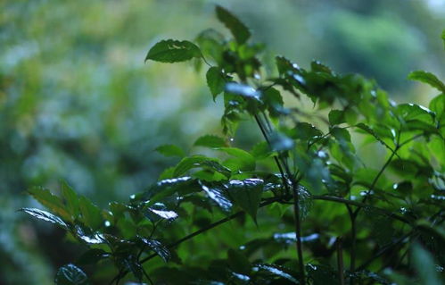 俗语 二月清明雨不断,牛马全部都得歇 ,今年全是雨,怎么做