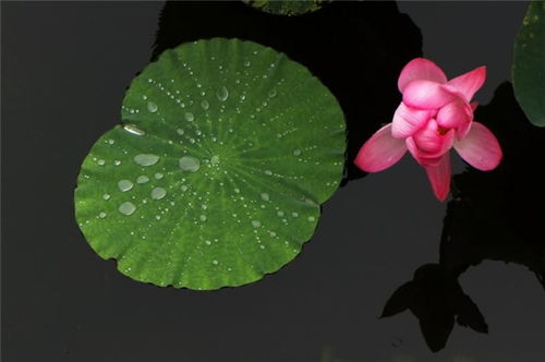 晚夏古诗五首 一夜雨声凉到梦,万荷叶上送秋来