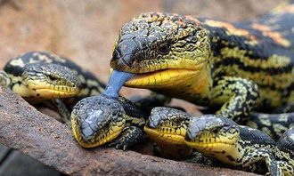 蓝舌蜥受到威胁时,会挥舞它那可以反射紫外线的舌头