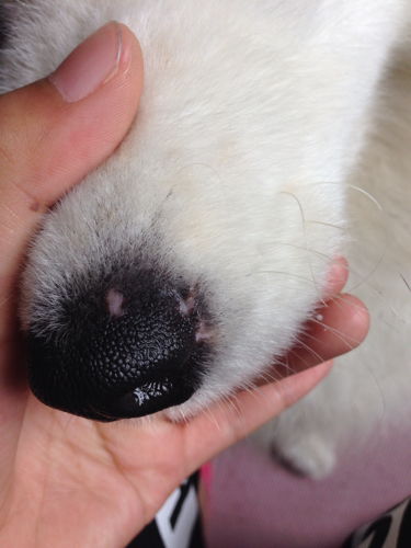 我家萨摩耶四个半月了 最近几天发现鼻子上突然有这样白色的斑点 以前鼻头是全黑的 不知道为什么好像还 