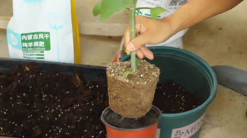 长寿花换完盆可以浇水吗,长寿花换