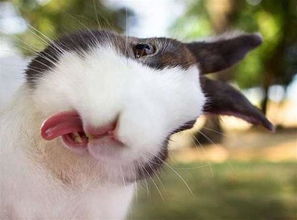 19张可爱兔子伸出小舌头的瞬间抓拍,绝对会萌翻你 好想抱最后那一只回家 