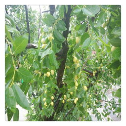 龙须枣树应该如何进行养殖呢,龙须枣移栽后多久发芽