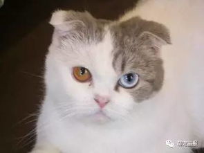 美丽的异色瞳猫咪,好像宝石一样 