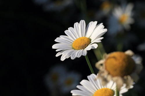 给父亲送花应该送什么花