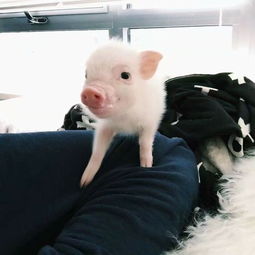 猪图片卖萌图片大全2018最新 你是我见过最可爱的猪宝宝