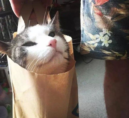 家里养猫的人经常上演 夺包大战 你知道猫咪为啥喜欢在包里吗