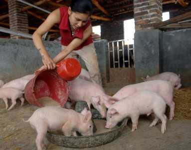 奇怪,以前都是农民养猪,现在资本进来养猪,会导致猪价升高吗
