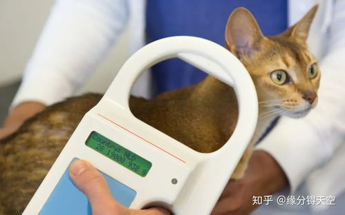 宠物芯片真的那么有用吗 如何给猫咪植入芯片呢 