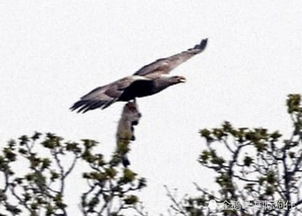 罕见 巨型老鹰抓着一只羊飞上了天,人们起初以为抓的是条鱼 