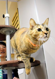 爱猫者的时尚天堂 日本猫咪大楼正式落成 