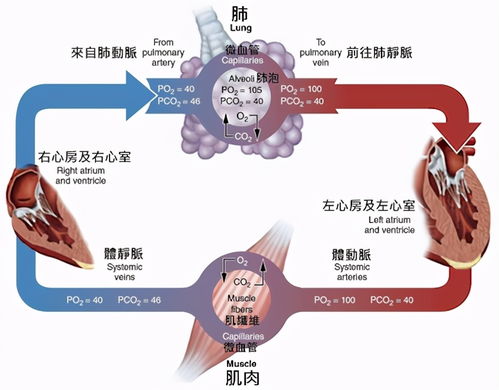 拯救印度氧气危机 用屁股呼吸 科学家正试图让人类学会倒着呼吸