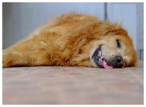 狗狗会做梦吗 狗狗做梦时有什么表现 它也许正在梦里和主人玩呢