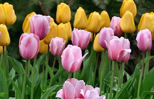 郁金香的颜色花语,各种颜色的郁金香的花语都是什么